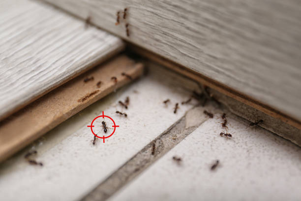 Trusted Fort Belvoir, VA Pest Control Experts