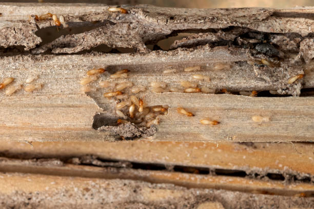 Best Pest Prevention Services  in Fort Belvoir, VA